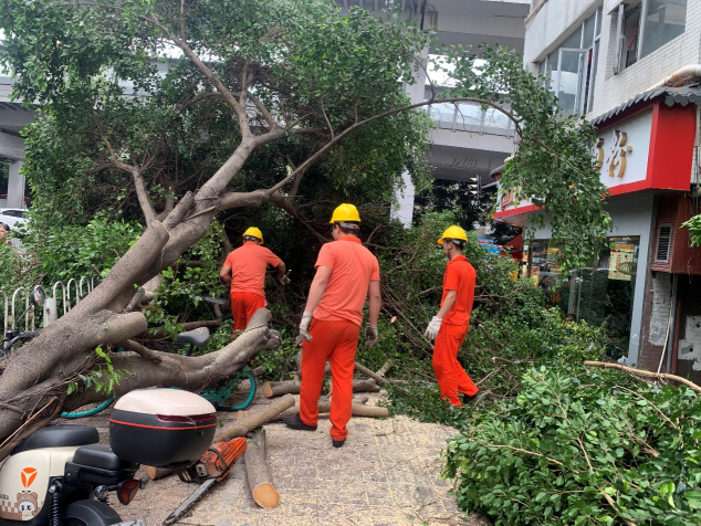 夙兴夜寐战“泰利” 广州建筑有(yǒu)群“风雨中的绿巨人”